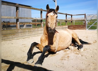 Lusitanien, Étalon, 12 Ans, 168 cm, Buckskin