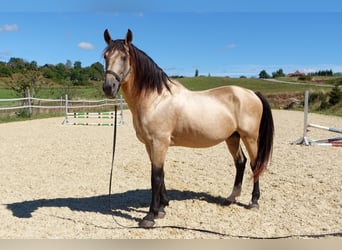 Lusitanien, Étalon, 12 Ans, 168 cm, Buckskin