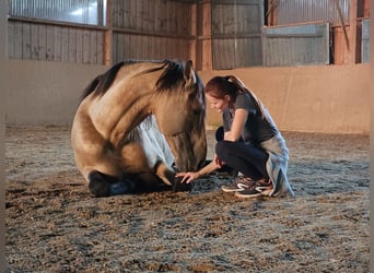 Lusitanien, Étalon, 12 Ans, 168 cm, Buckskin