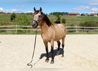 Lusitanien, Étalon, 12 Ans, 168 cm, Buckskin