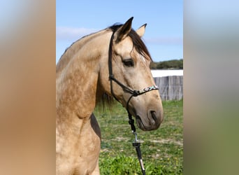 Lusitanien, Étalon, 12 Ans, 168 cm, Buckskin