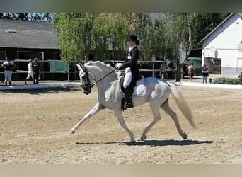 Lusitanien, Étalon, 13 Ans, 160 cm, Gris