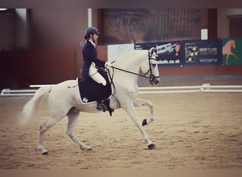 Lusitanien, Étalon, 13 Ans, 160 cm, Gris