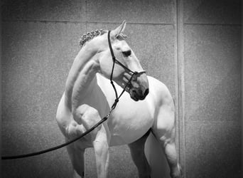 Lusitanien, Étalon, 13 Ans, 162 cm, Blanc