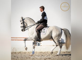 Lusitanien, Étalon, 13 Ans, 163 cm, Gris pommelé