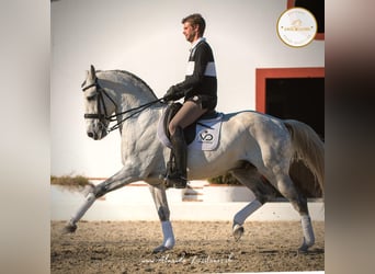 Lusitanien, Étalon, 13 Ans, 163 cm, Gris pommelé