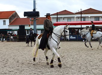 Lusitanien, Étalon, 13 Ans, 167 cm, Gris
