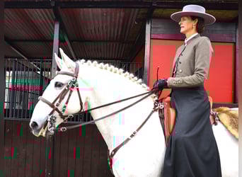 Lusitanien, Étalon, 13 Ans, 167 cm, Gris