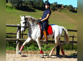 Lusitanien, Étalon, 13 Ans, 167 cm, Gris