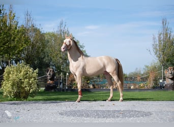Lusitanien, Étalon, 14 Ans, 158 cm, Perlino