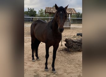 Lusitanien, Étalon, 15 Ans, 156 cm, Bai brun