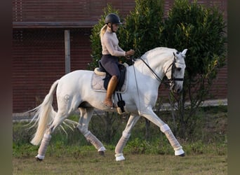 Lusitanien, Étalon, 16 Ans, 161 cm, Gris