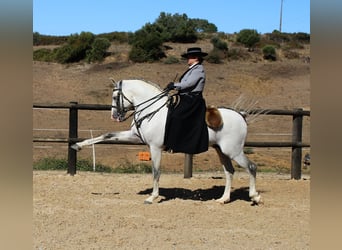 Lusitanien, Étalon, 19 Ans, 160 cm, Gris