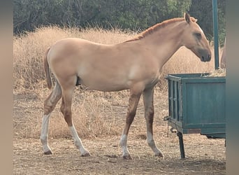 Lusitanien, Étalon, 1 Année, 145 cm, Dunalino