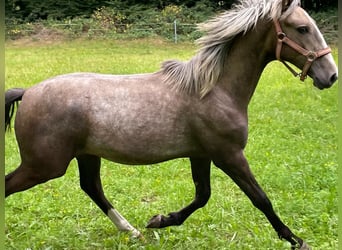 Lusitanien Croisé, Étalon, 1 Année, 155 cm, Gris pommelé