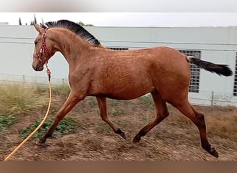 Lusitanien, Étalon, 1 Année, 156 cm, Isabelle