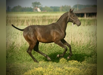 Lusitanien, Étalon, 1 Année, 158 cm, Gris