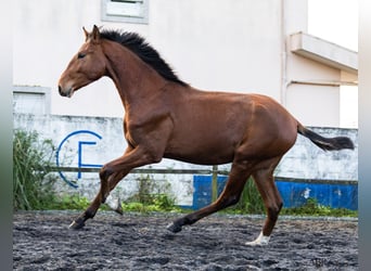 Lusitanien, Étalon, 1 Année, 159 cm, Bai