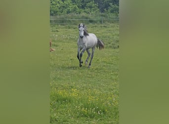 Lusitanien, Étalon, 1 Année, 160 cm, Gris