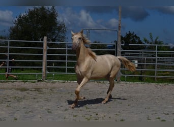 Lusitanien Croisé, Étalon, 1 Année, 160 cm, Perle