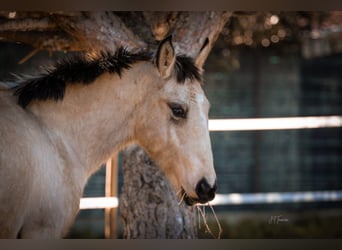 Lusitanien, Étalon, 1 Année, 161 cm, Buckskin