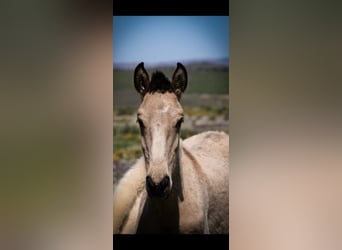 Lusitanien, Étalon, 1 Année, 161 cm, Buckskin