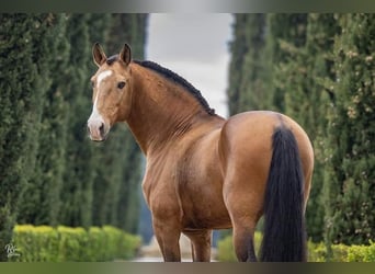 Lusitanien, Étalon, 1 Année, 161 cm, Buckskin