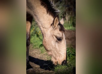 Lusitanien, Étalon, 1 Année, 161 cm, Buckskin