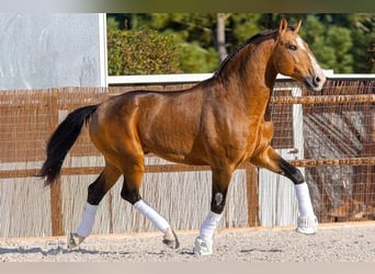 Lusitanien, Étalon, 1 Année, 161 cm, Buckskin