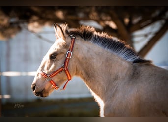 Lusitanien, Étalon, 1 Année, 161 cm, Buckskin