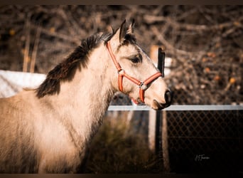 Lusitanien, Étalon, 1 Année, 161 cm, Buckskin