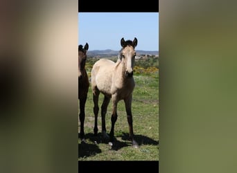 Lusitanien, Étalon, 1 Année, 161 cm, Buckskin