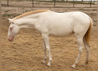 Lusitanien, Étalon, 1 Année, 162 cm, Cremello