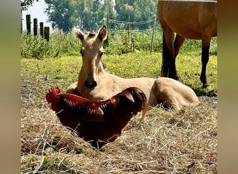 Lusitanien, Étalon, 1 Année, 163 cm, Buckskin