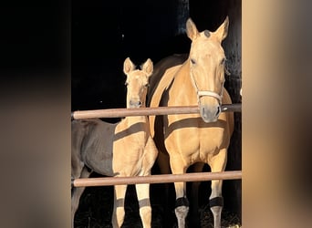 Lusitanien, Étalon, 1 Année, 163 cm, Buckskin