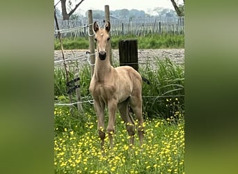 Lusitanien, Étalon, 1 Année, 163 cm, Buckskin