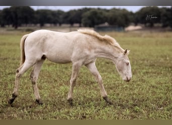 Lusitanien, Étalon, 1 Année, 163 cm, Cremello