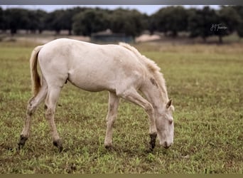 Lusitanien, Étalon, 1 Année, 163 cm, Cremello