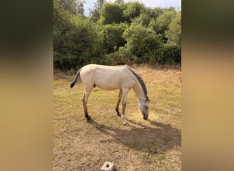 Lusitanien, Étalon, 1 Année, 164 cm, Buckskin