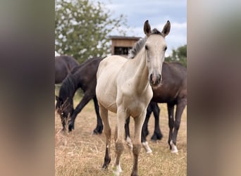 Lusitanien, Étalon, 1 Année, 164 cm, Buckskin