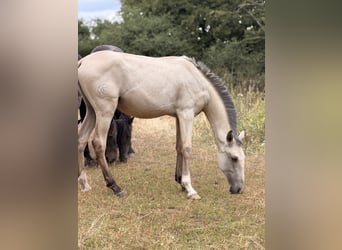 Lusitanien, Étalon, 1 Année, 164 cm, Buckskin