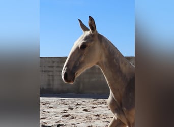 Lusitanien, Étalon, 1 Année, 164 cm, Buckskin