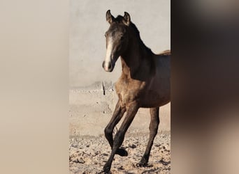 Lusitanien, Étalon, 1 Année, 164 cm, Buckskin