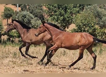 Lusitanien, Étalon, 1 Année, 165 cm, Alezan