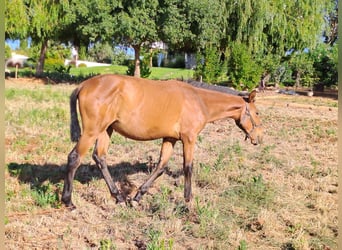 Lusitanien, Étalon, 1 Année, 165 cm, Alezan