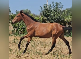 Lusitanien, Étalon, 1 Année, 165 cm, Alezan