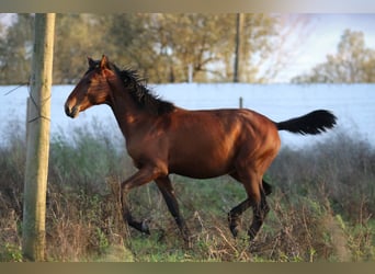 Lusitanien, Étalon, 1 Année, 165 cm, Bai