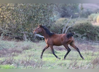 Lusitanien, Étalon, 1 Année, 165 cm, Bai