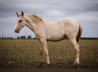 Lusitanien, Étalon, 1 Année, 165 cm, Palomino