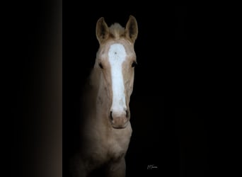 Lusitanien, Étalon, 1 Année, 165 cm, Palomino